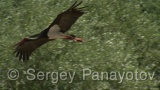 Video of Black Stork - Black Stork hunting fish in Arda river, Bulgaria